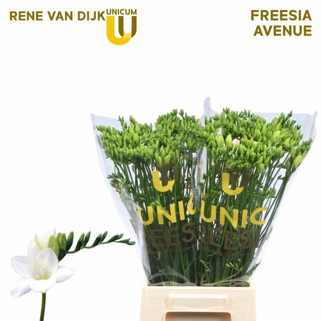 <h4>FR EN AVENUE</h4>