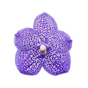 FLOR DE VANDA LILAS