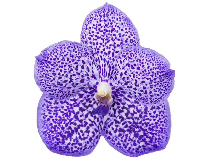 <h4>FLOR DE VANDA LILAS</h4>