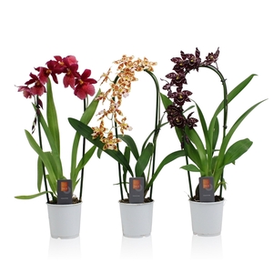 Inca Orchid mix Cascade 9cm