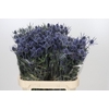 Eryngium Blue Dynamite