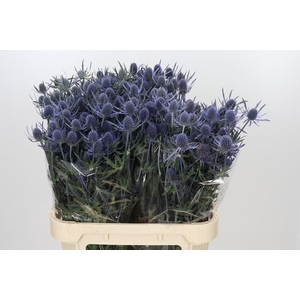 Eryngium Blue Dynamite