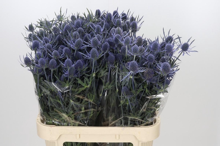 <h4>Eryngium Blue Dynamite</h4>