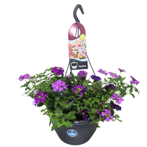 'Weekaanbieding; Hangpotten 27 waterreservoir mix 03 Paarse mix