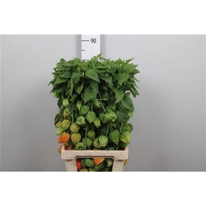 Physalis Lampion Tak