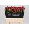 Paeonia Belgravia