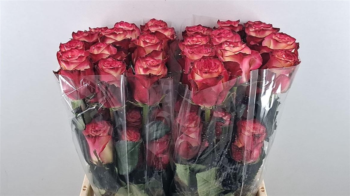 <h4>R Gr Discovery Ll</h4>