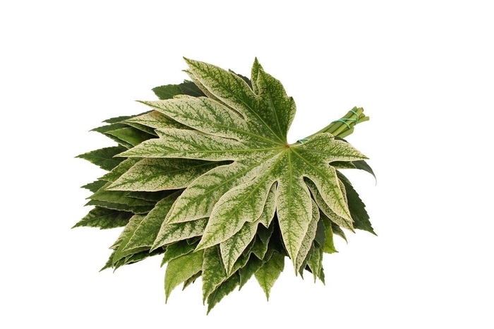 <h4>Aralia Spider ( 30 ) ( Large )</h4>