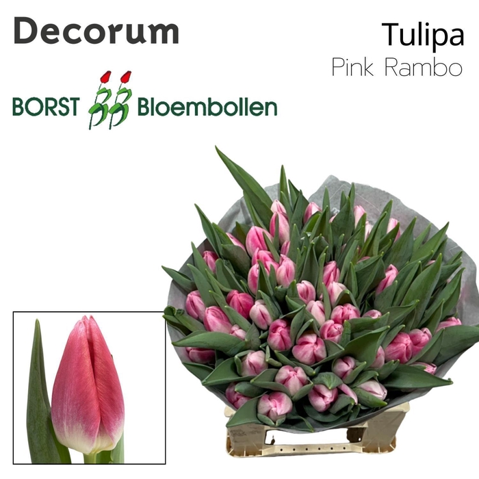 <h4>TU EN Pink Rambo</h4>