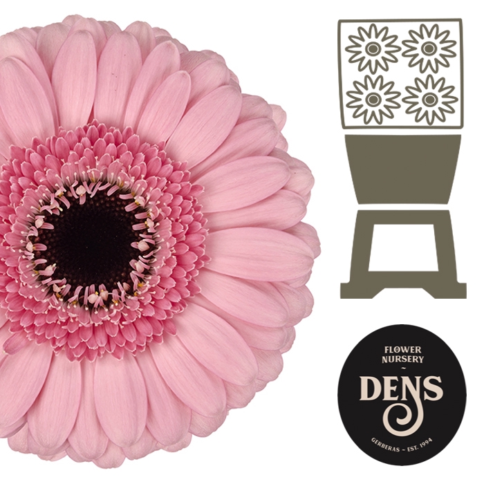Germini Petticoat Diamond