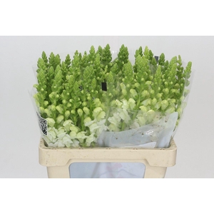 Antirrhinum Potomac Early White