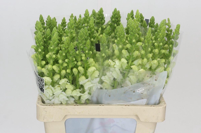 <h4>Antirrhinum Potomac Early White</h4>