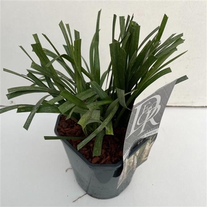 Liriope 'Monroe White'