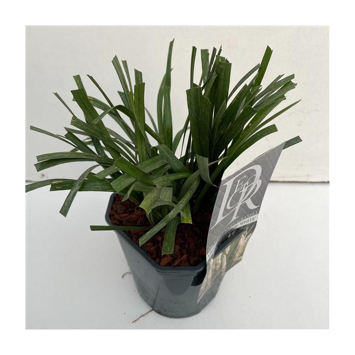<h4>Liriope 'Monroe White'</h4>