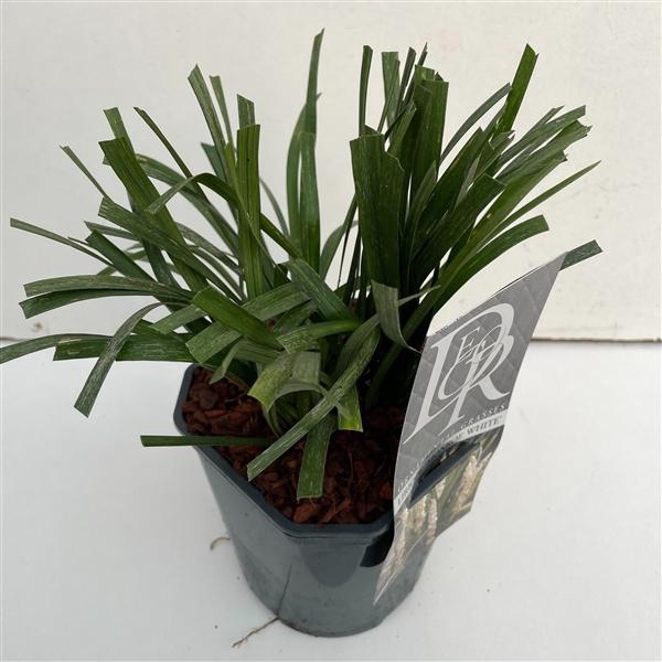 Liriope 'Monroe White'
