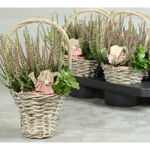 ARR TUINPLANTEN