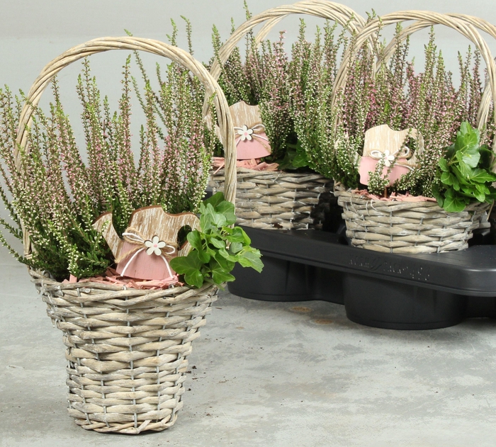 <h4>ARR TUINPLANTEN</h4>