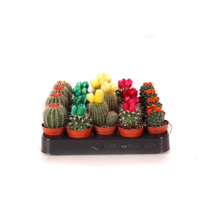 Cactus stro disco 5,5 cm