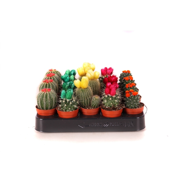 <h4>Cactus stro disco 5,5 cm</h4>