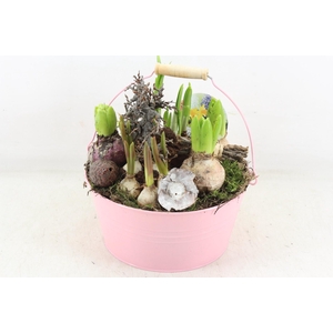 arr4 Bollenmix VL - Emmer pink 250/2