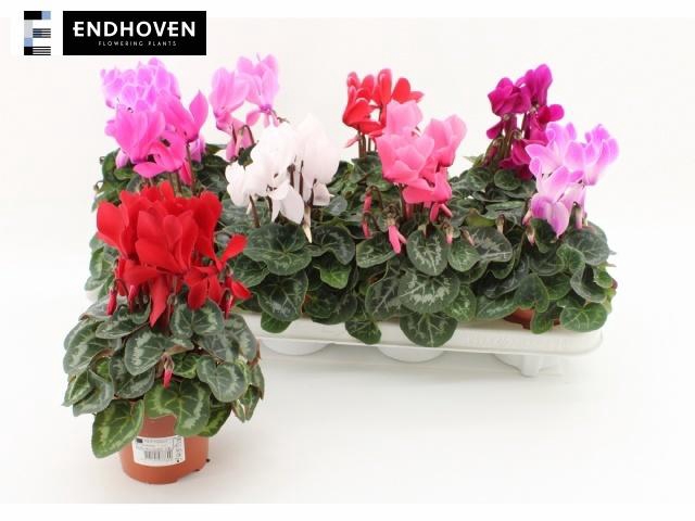 <h4>CYCL MD SUP MACRO</h4>