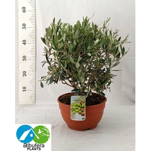 OLEA EUROPAEA