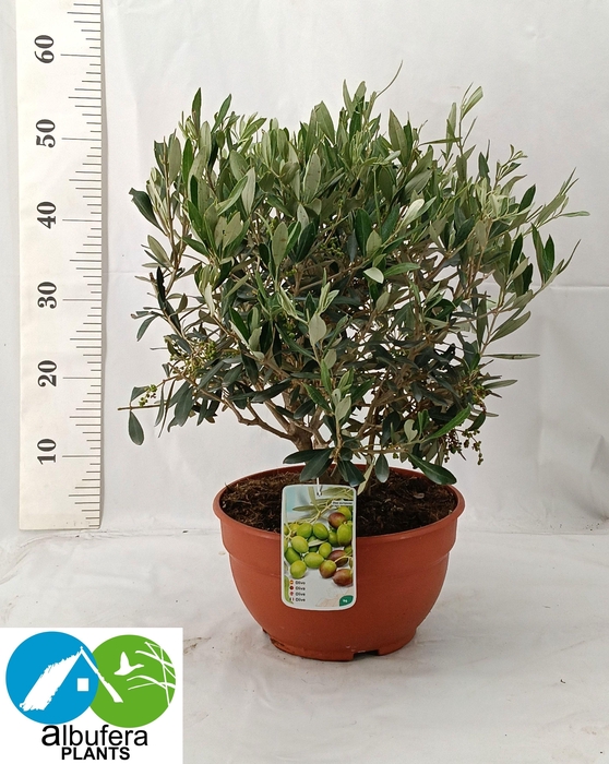 <h4>OLEA EUROPAEA</h4>