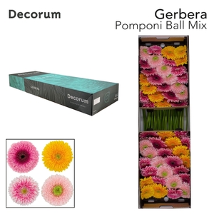 GERBERA GBB 'POMPONI'   ...MIX