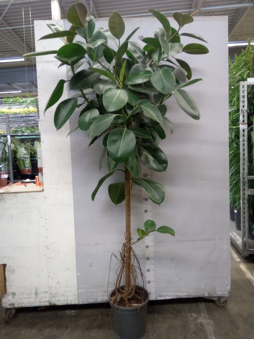 <h4>Ficus elastica 'Robusta'</h4>