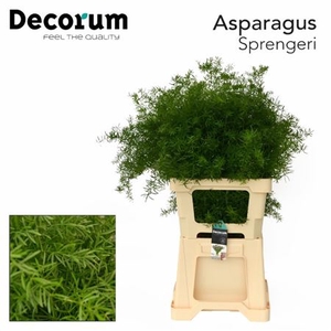 Asp Dens Sprengeri 65 Cm