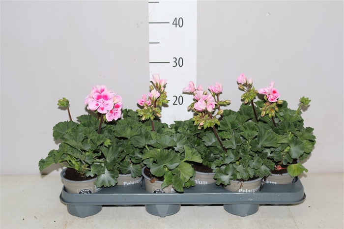 <h4>Pelargonium Zonale Roze Bicolor</h4>