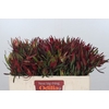 Leucadendron Saf Sunset Dark R.Spray