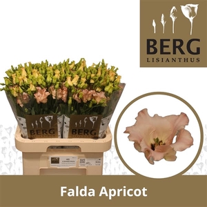 Eust Falda Apricot