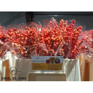 Ilex oudijk's orange