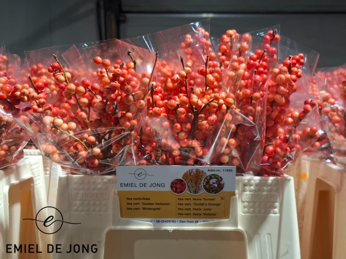 <h4>Ilex oudijk's orange</h4>