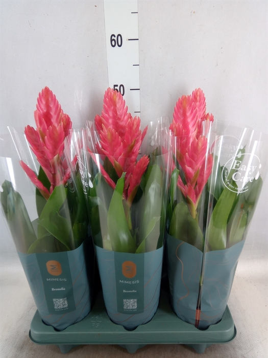 <h4>Vriesea   ...</h4>