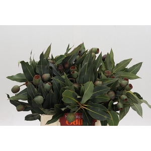 Kaaps Groen Euc. Bell Gum