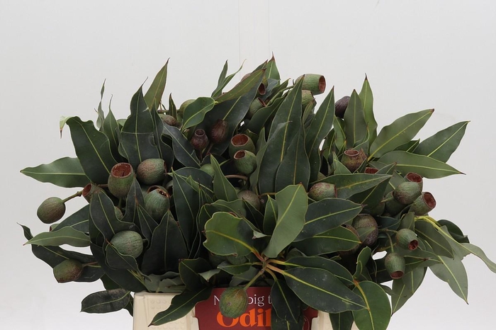 <h4>Kaaps Groen Euc. Bell Gum</h4>