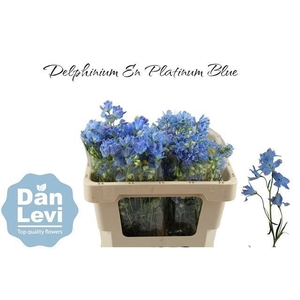 DELPH EN M PLAT BLUE