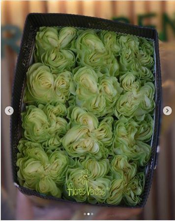 <h4>R GR EQ EXOTIX MINT</h4>