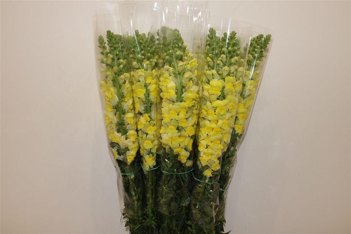 <h4>Antir Overig Yellow</h4>