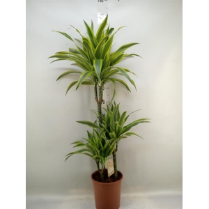 Dracaena fr de 'LemonLime'