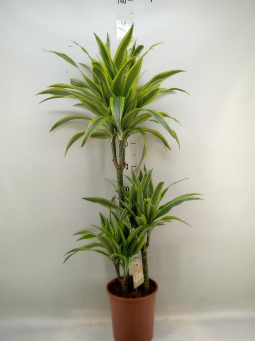 <h4>Dracaena fr de 'LemonLime'</h4>