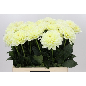 Dahlia Champagne