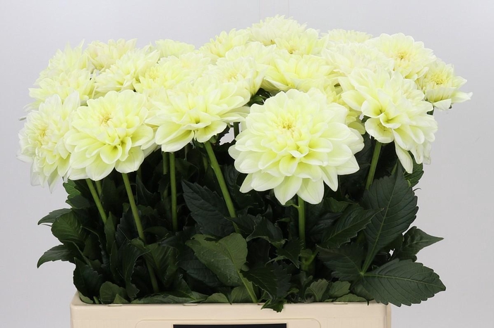 <h4>Dahlia Champagne</h4>