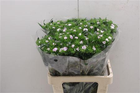 <h4>Di Barb Glicine</h4>