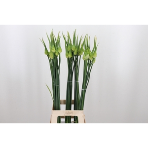 Allium Cepa Judith
