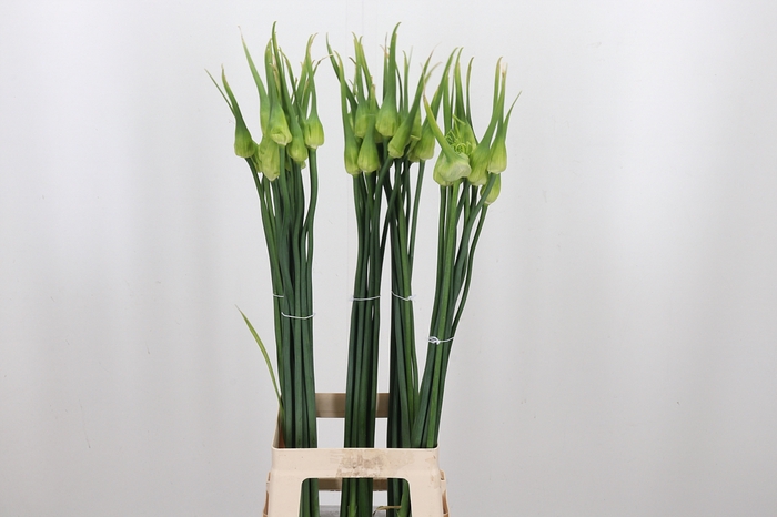 <h4>Allium Cepa Judith</h4>