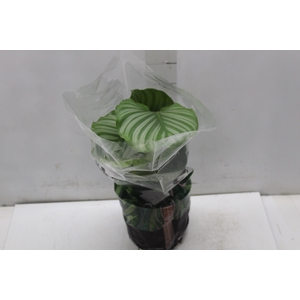 CALATHEA ORBIFOLIA P17