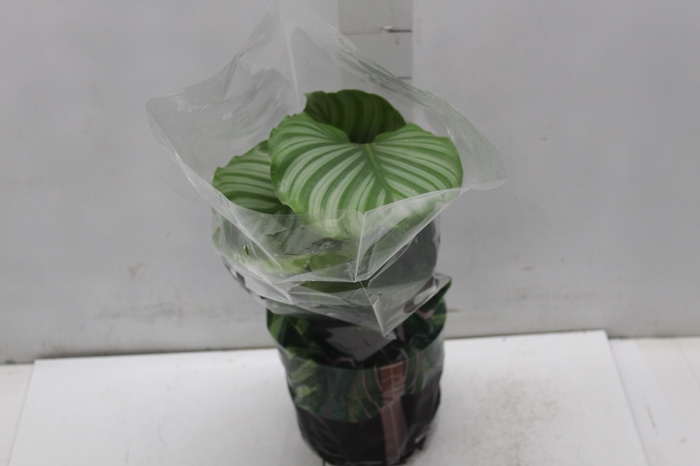 <h4>CALATHEA ORBIFOLIA P17</h4>